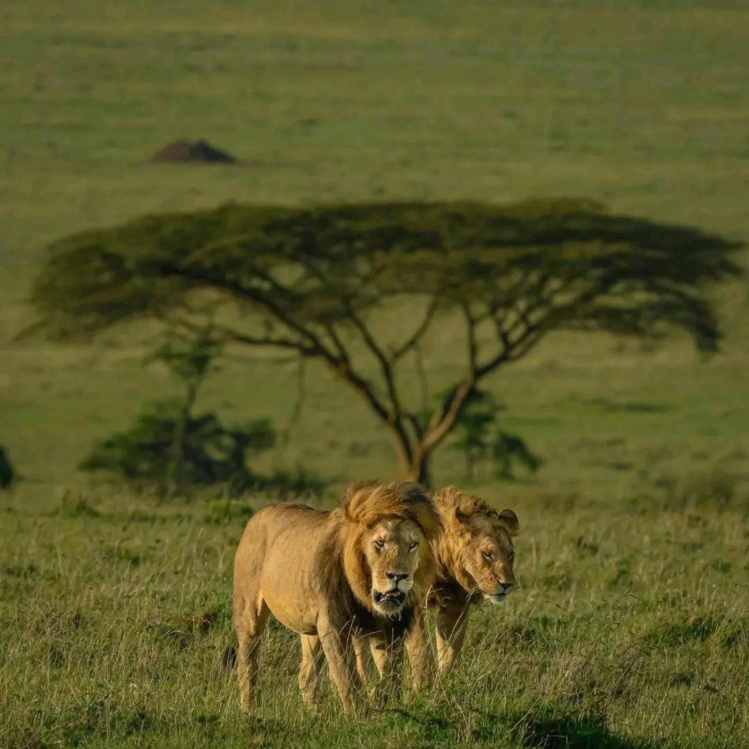 Ilkerin Camp Maasai Mara Bed and Breakfast Sekenani Buitenkant foto